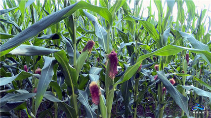 略阳县引进特种玉米种植成功 年产值达到500余万元