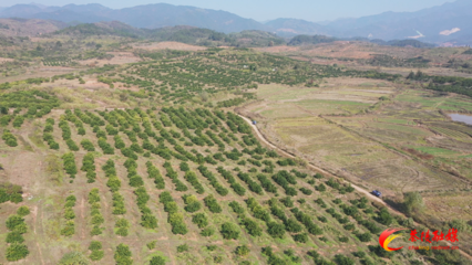 茶陵:“种植能人”助力脐橙产业发展壮大